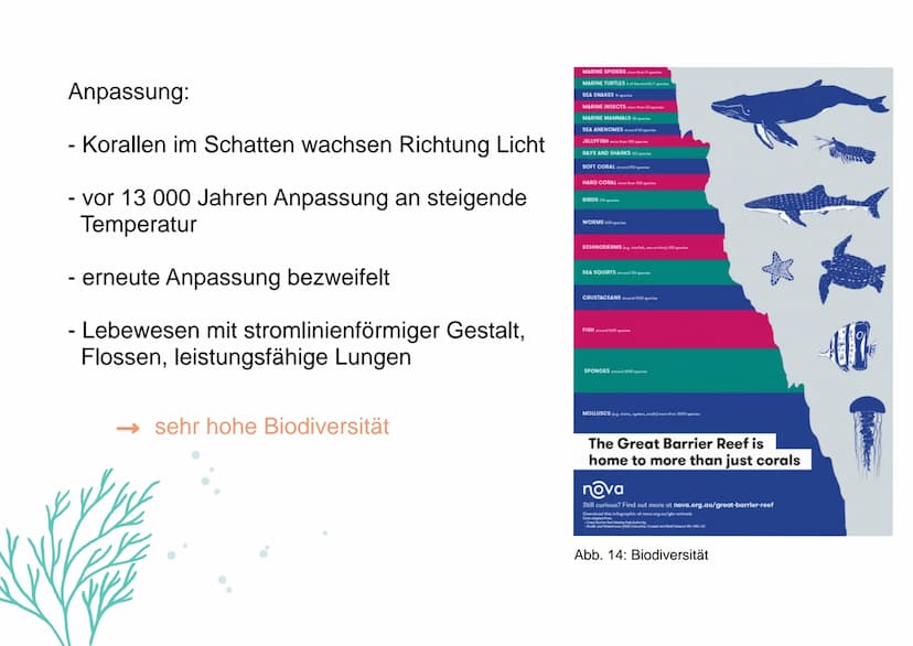 KORALLENRIFFE Was ist ein Riff?
= lange, schmale Erhebung auf dem Gewässerboden
tropisches Korallenriff
- viele Korallen
- Wassertemperatur 