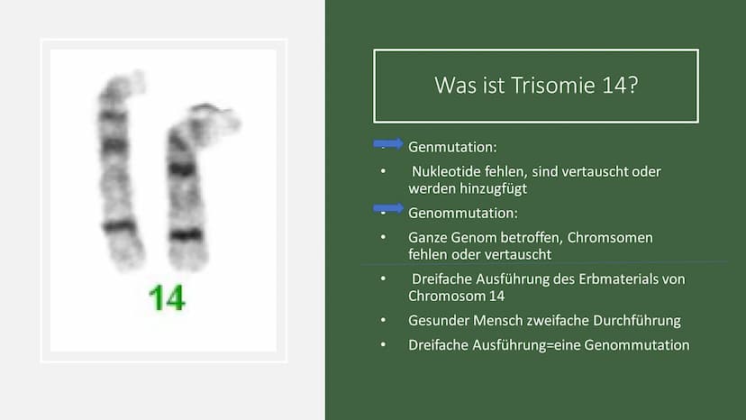 Trisomie 14 Struktur
Was ist Trisomie 14?
Häufigkeit
Formen
Symptome
Diagnose
Therapie
RE
CA
ZWZZ
TTTMAX 14
●
Was ist Trisomie 14?
Genmutati