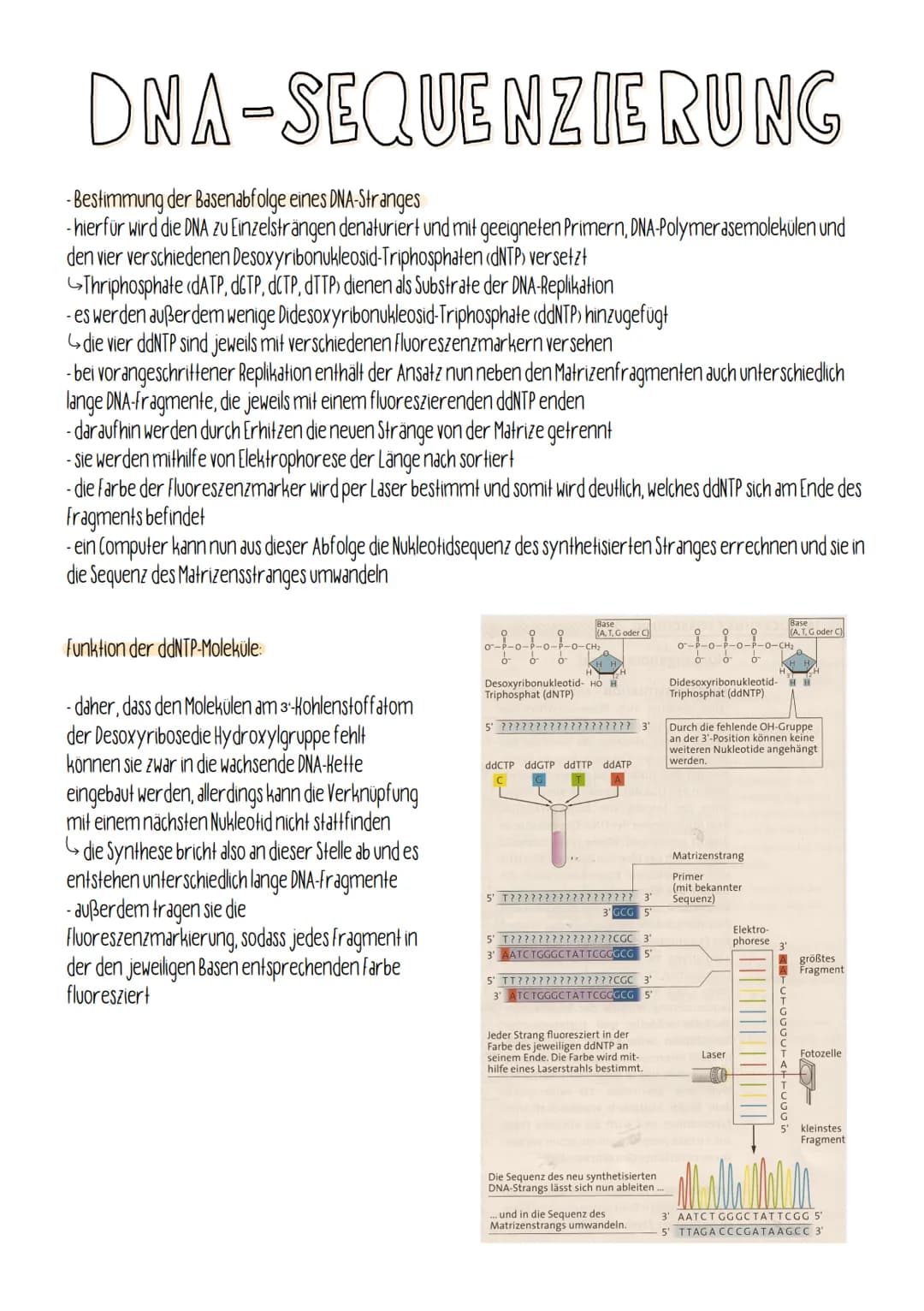 DNA-SEQUENZIERUNG
- Bestimmung der Basenabfolge eines DNA-Stranges
- hierfür wird die DNA zu Einzelsträngen denaturiert und mit geeigneten P