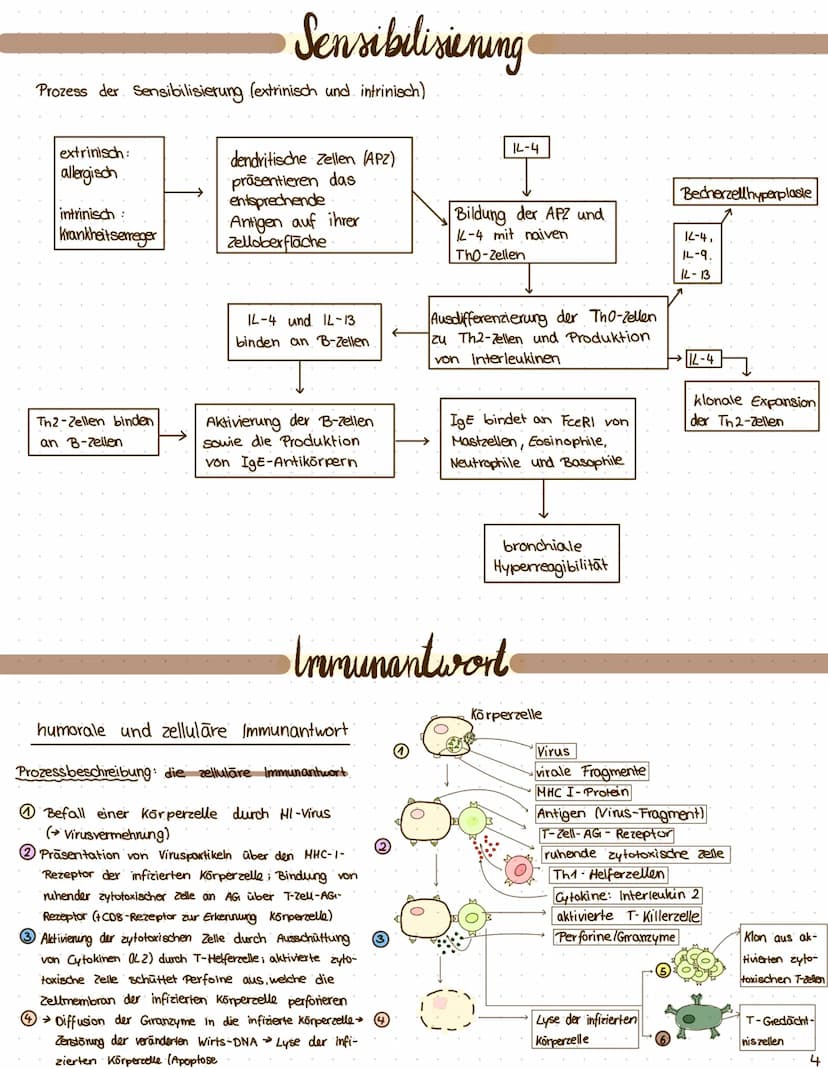 $
themen: I Anatomie der Atemwege
II. Asthma
was ist das?
III. Prozess der Sensibilisierung
I zelluläre und hormonelle Immunantwort
I. Erken