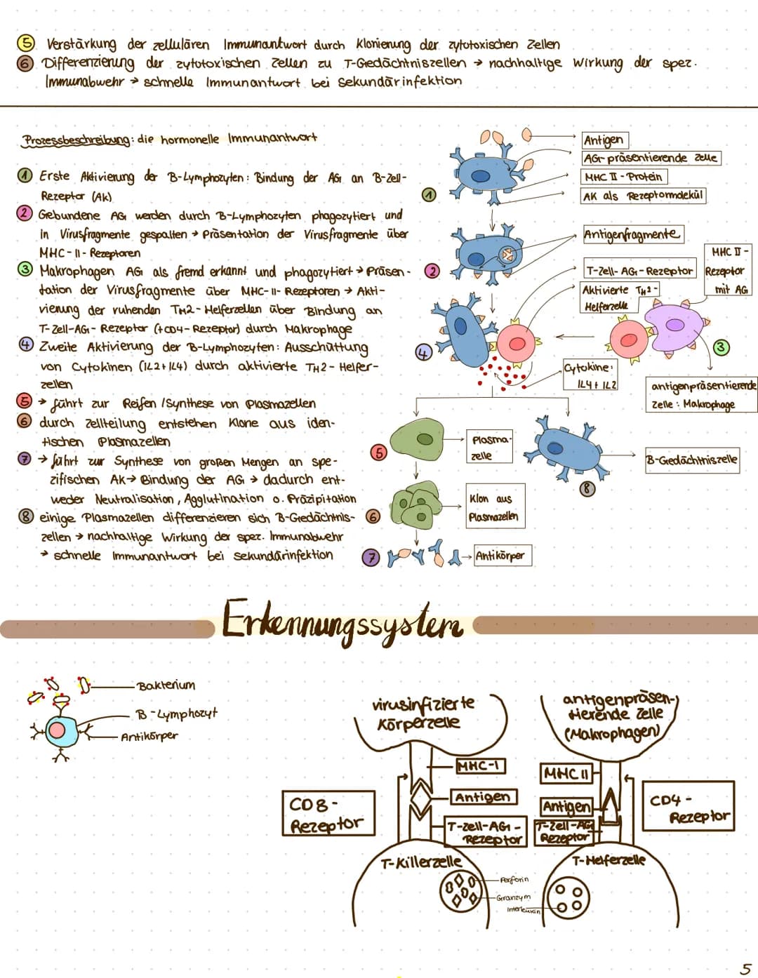 $
themen: I Anatomie der Atemwege
II. Asthma
was ist das?
III. Prozess der Sensibilisierung
I zelluläre und hormonelle Immunantwort
I. Erken