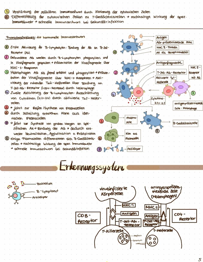 $
themen: I Anatomie der Atemwege
II. Asthma
was ist das?
III. Prozess der Sensibilisierung
I zelluläre und hormonelle Immunantwort
I. Erken