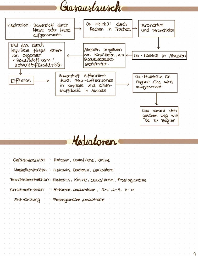 $
themen: I Anatomie der Atemwege
II. Asthma
was ist das?
III. Prozess der Sensibilisierung
I zelluläre und hormonelle Immunantwort
I. Erken