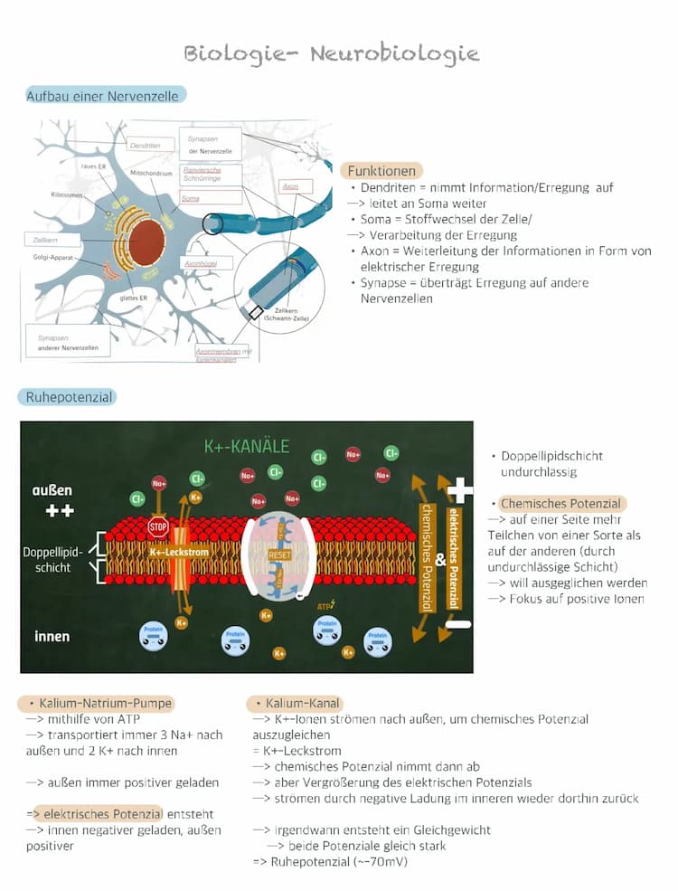 Know Neurobiologie  thumbnail