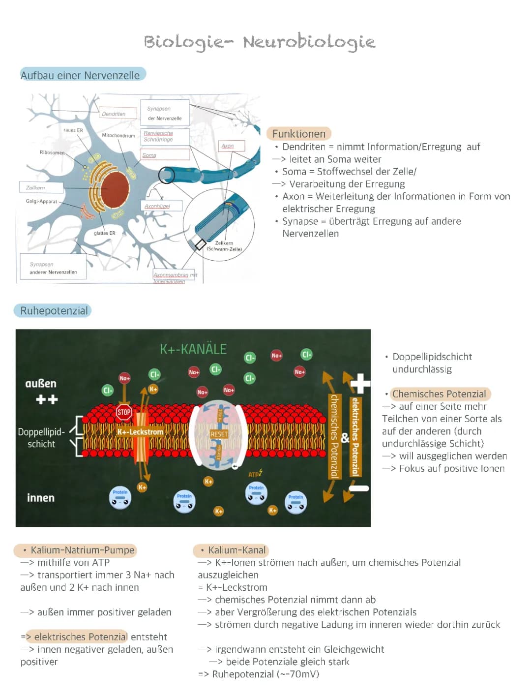 Neurobiologie 