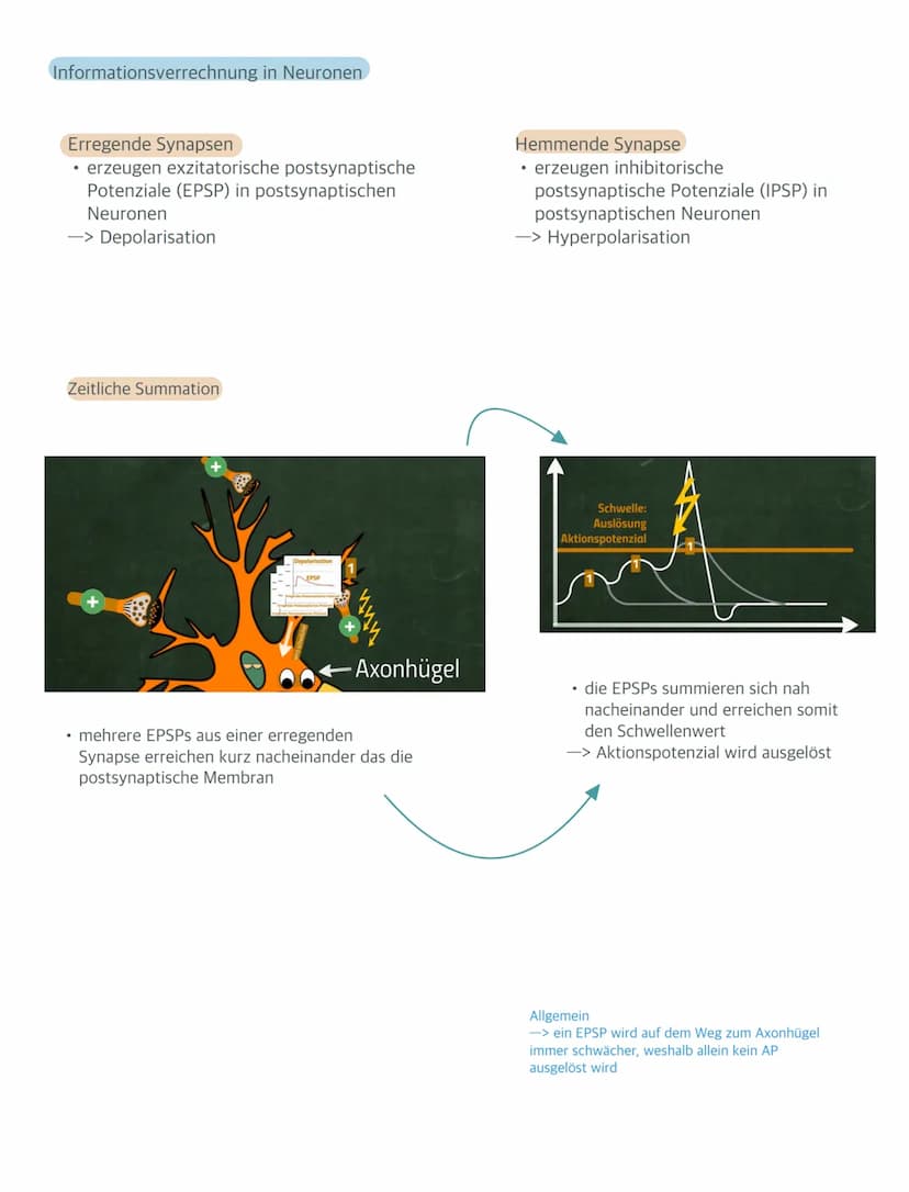 Aufbau einer Nervenzelle
Ribosomen
Zellkern
Golgi-Apparat
raues ER
Synapsen
anderer Nervenzellen
Ruhepotenzial
außen
Doppellipid-
schicht
in