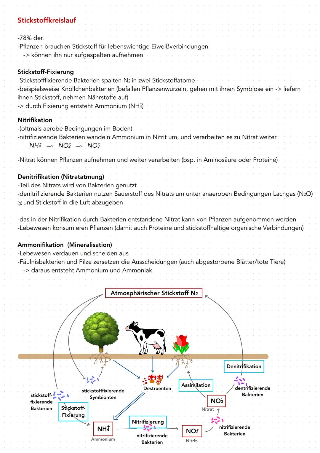 Stickstoffkreislauf
-78% der.
-Pflanzen brauchen Stickstoff für lebenswichtige Eiweißverbindungen
-> können ihn nur aufgespalten aufnehmen
S