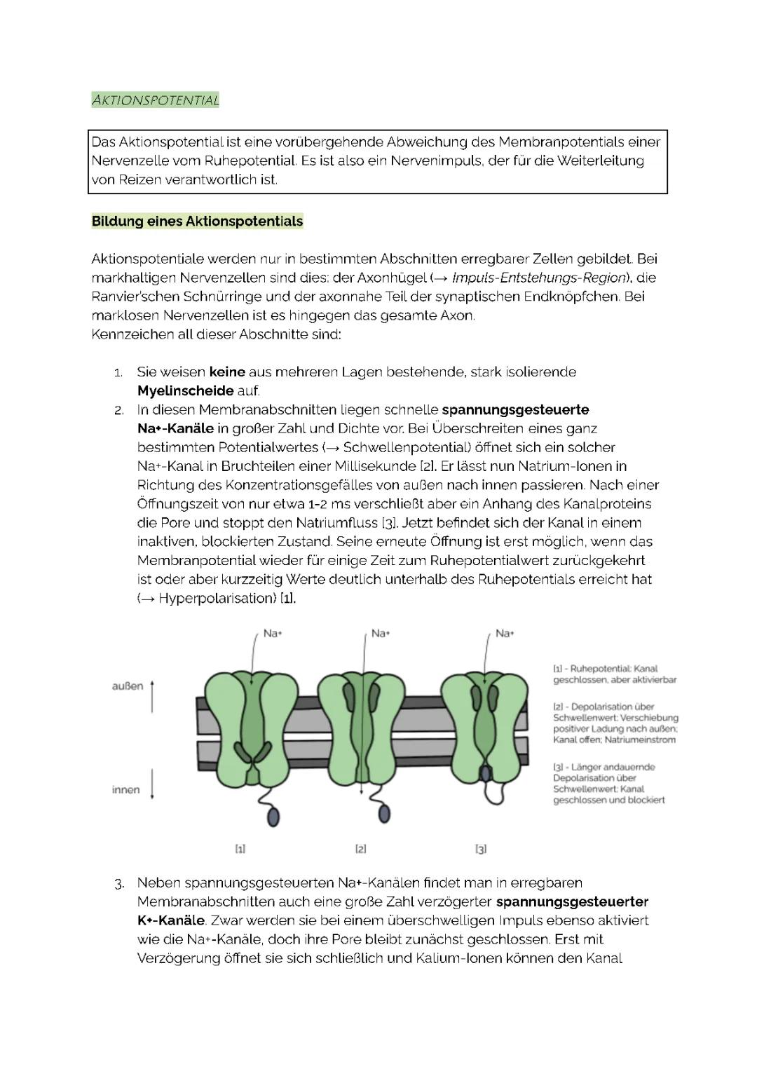 Neurobiologie - Aktionspotential 