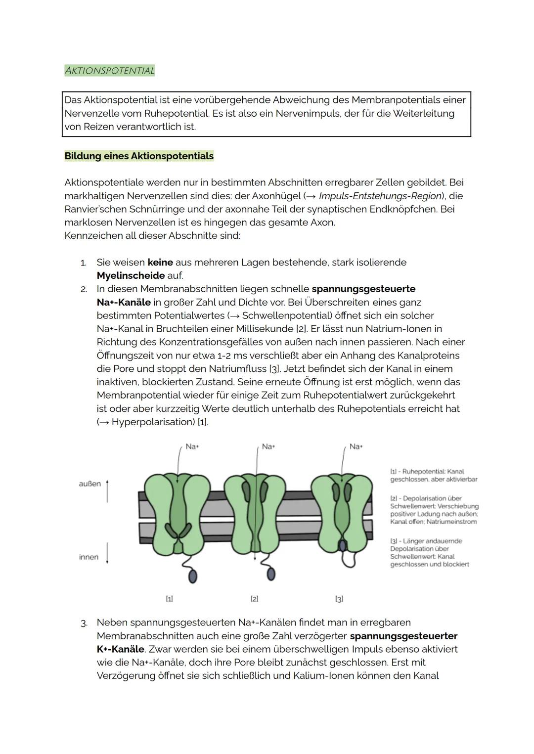 AKTIONSPOTENTIAL
Das Aktionspotential ist eine vorübergehende Abweichung des Membranpotentials einer
Nervenzelle vom Ruhepotential. Es ist a