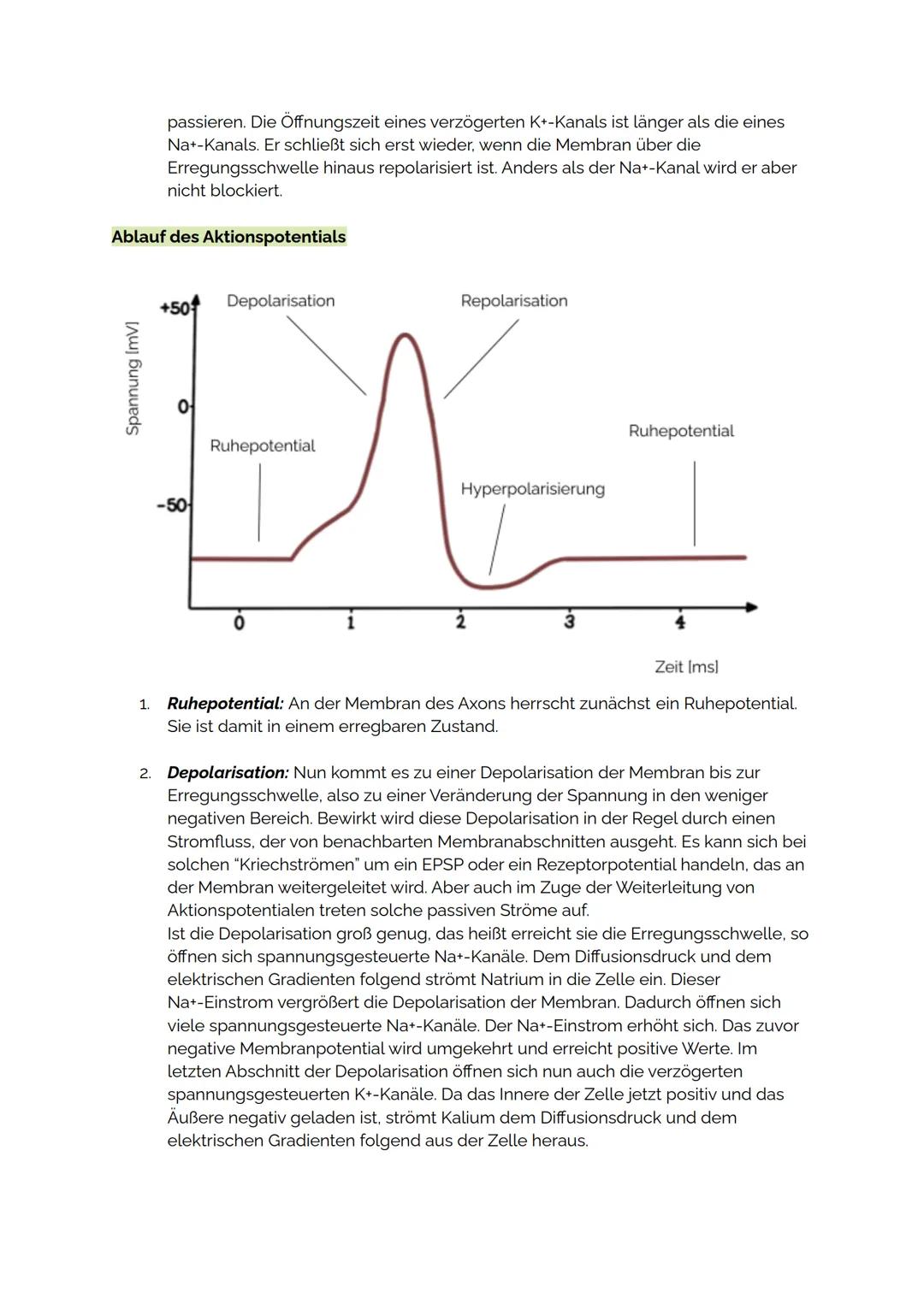 AKTIONSPOTENTIAL
Das Aktionspotential ist eine vorübergehende Abweichung des Membranpotentials einer
Nervenzelle vom Ruhepotential. Es ist a