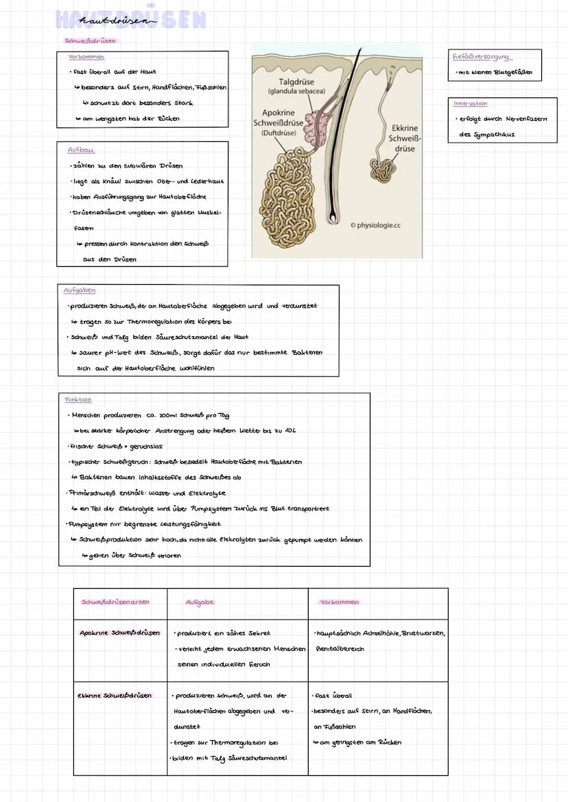 die
Aufbau
Oberhaut
(Epidermis)
Lederhaut
(Dermis)
Unterhaut
(Subcutis)
Hautschicht
haut
Ni
Schweißdrüse
Lederhaut (Dermis)
Bestandteile
Unt