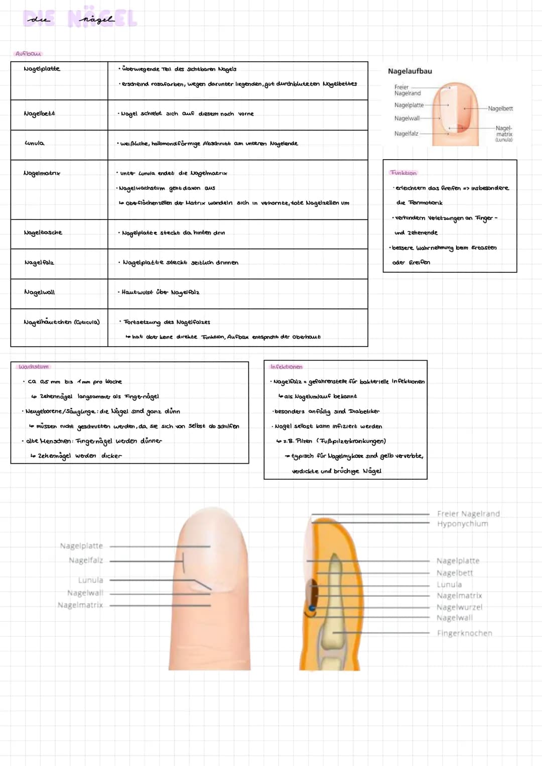 die
Aufbau
Oberhaut
(Epidermis)
Lederhaut
(Dermis)
Unterhaut
(Subcutis)
Hautschicht
haut
Ni
Schweißdrüse
Lederhaut (Dermis)
Bestandteile
Unt