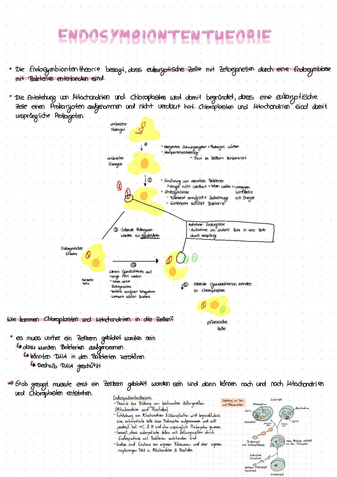 Endosymbiontentheorie