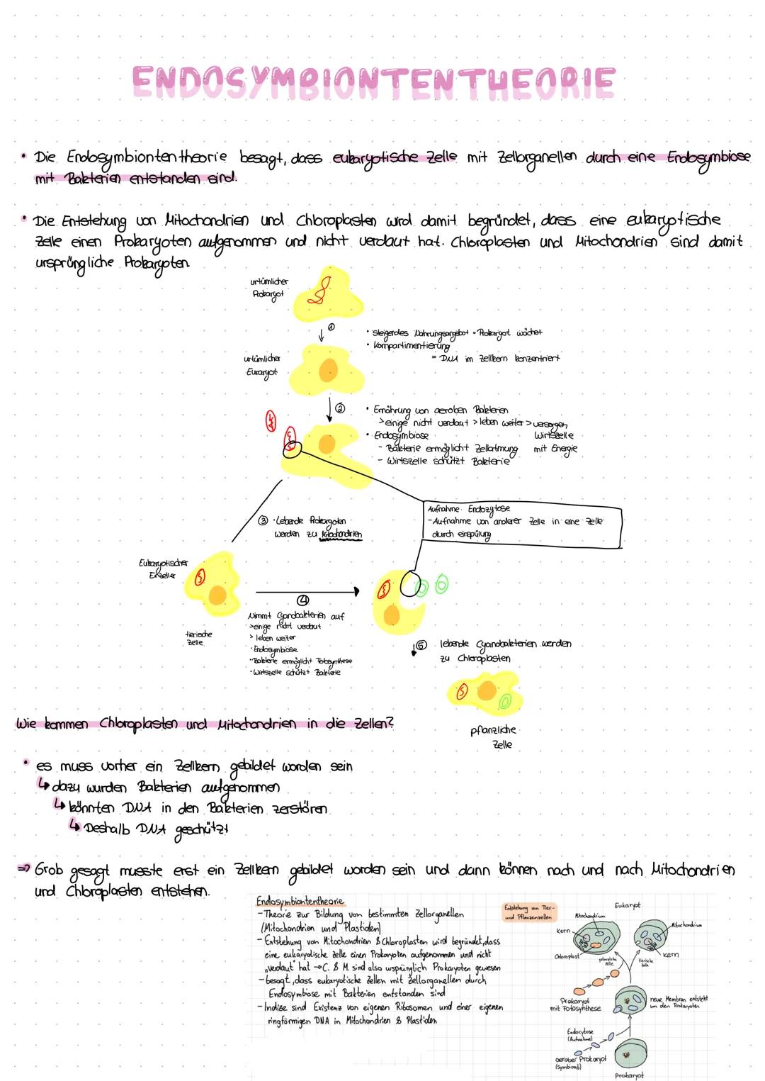 ENDOSYMBIONTENTHEORIE
• Die Endosymbionten H theorie besagt, dass eukaryotische Zelle mit Zellorganellen durch eine Endosymbiose
mit Bakteri