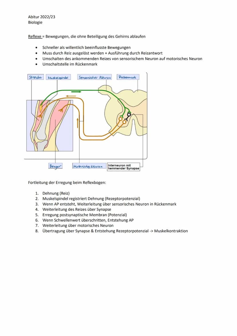 Abitur 2022/23
Biologie
LPE 4 Steuerungs- und Regelungsvorgänge
1. Nervenphysiologie
a. Bau von Sinnes- und Nervenzellen
b. Ruhe- und Aktion