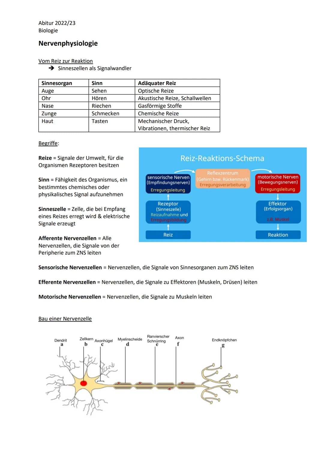 Abitur 2022/23
Biologie
LPE 4 Steuerungs- und Regelungsvorgänge
1. Nervenphysiologie
a. Bau von Sinnes- und Nervenzellen
b. Ruhe- und Aktion
