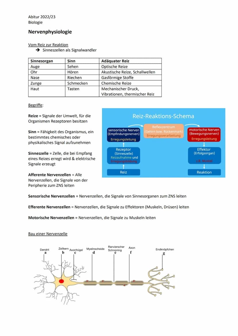 Abitur 2022/23
Biologie
LPE 4 Steuerungs- und Regelungsvorgänge
1. Nervenphysiologie
a. Bau von Sinnes- und Nervenzellen
b. Ruhe- und Aktion