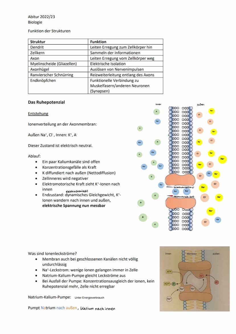 Abitur 2022/23
Biologie
LPE 4 Steuerungs- und Regelungsvorgänge
1. Nervenphysiologie
a. Bau von Sinnes- und Nervenzellen
b. Ruhe- und Aktion