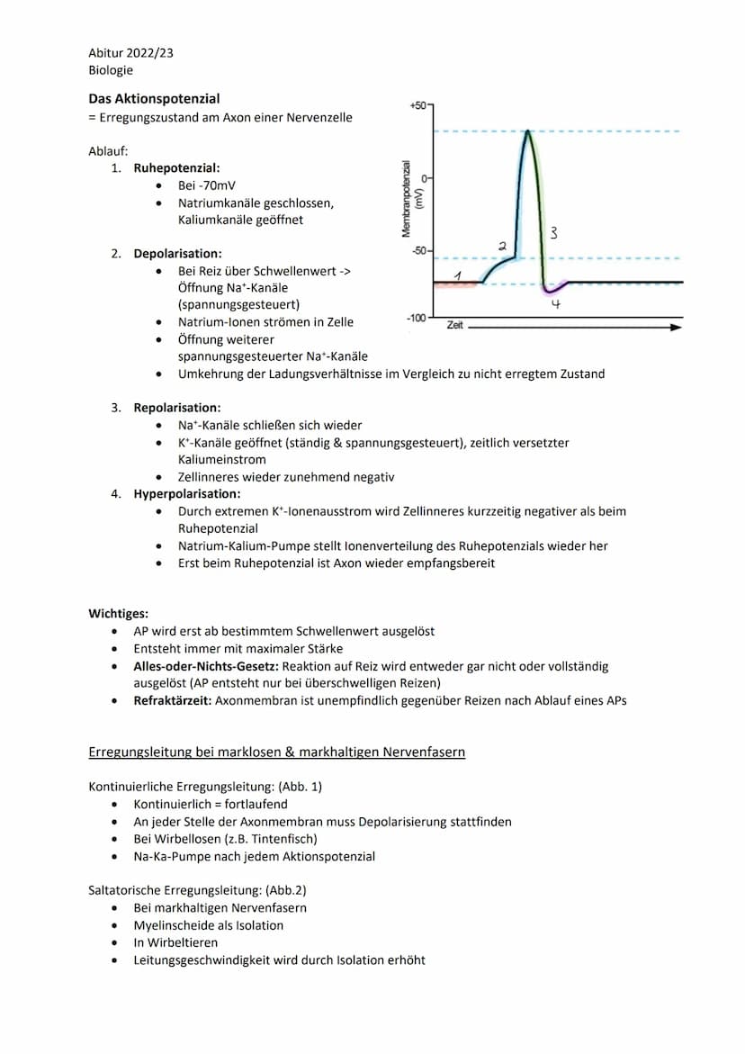 Abitur 2022/23
Biologie
LPE 4 Steuerungs- und Regelungsvorgänge
1. Nervenphysiologie
a. Bau von Sinnes- und Nervenzellen
b. Ruhe- und Aktion