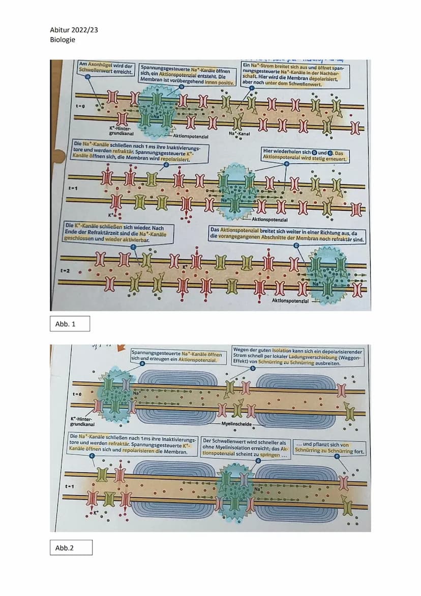 Abitur 2022/23
Biologie
LPE 4 Steuerungs- und Regelungsvorgänge
1. Nervenphysiologie
a. Bau von Sinnes- und Nervenzellen
b. Ruhe- und Aktion