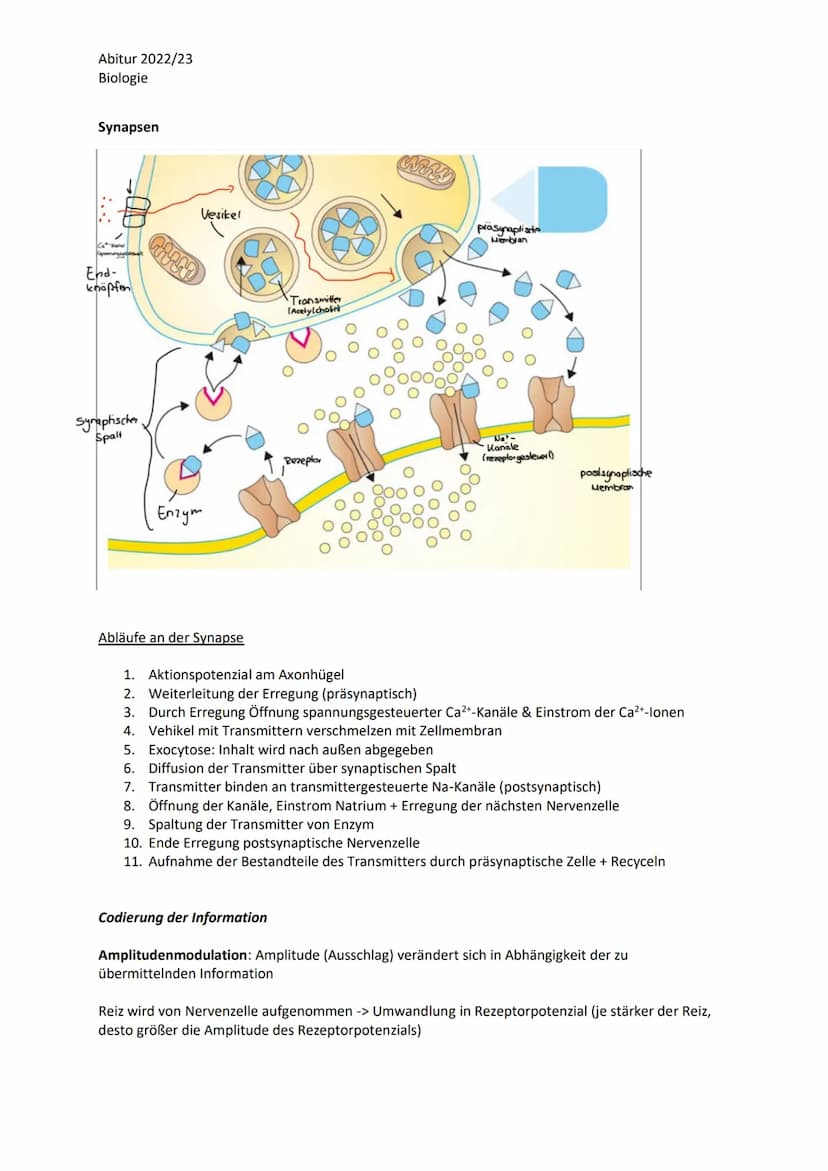 Abitur 2022/23
Biologie
LPE 4 Steuerungs- und Regelungsvorgänge
1. Nervenphysiologie
a. Bau von Sinnes- und Nervenzellen
b. Ruhe- und Aktion