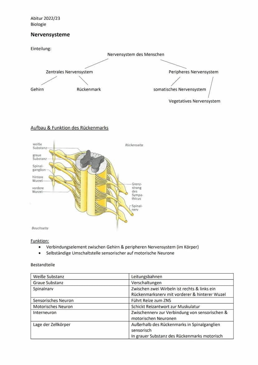 Abitur 2022/23
Biologie
LPE 4 Steuerungs- und Regelungsvorgänge
1. Nervenphysiologie
a. Bau von Sinnes- und Nervenzellen
b. Ruhe- und Aktion