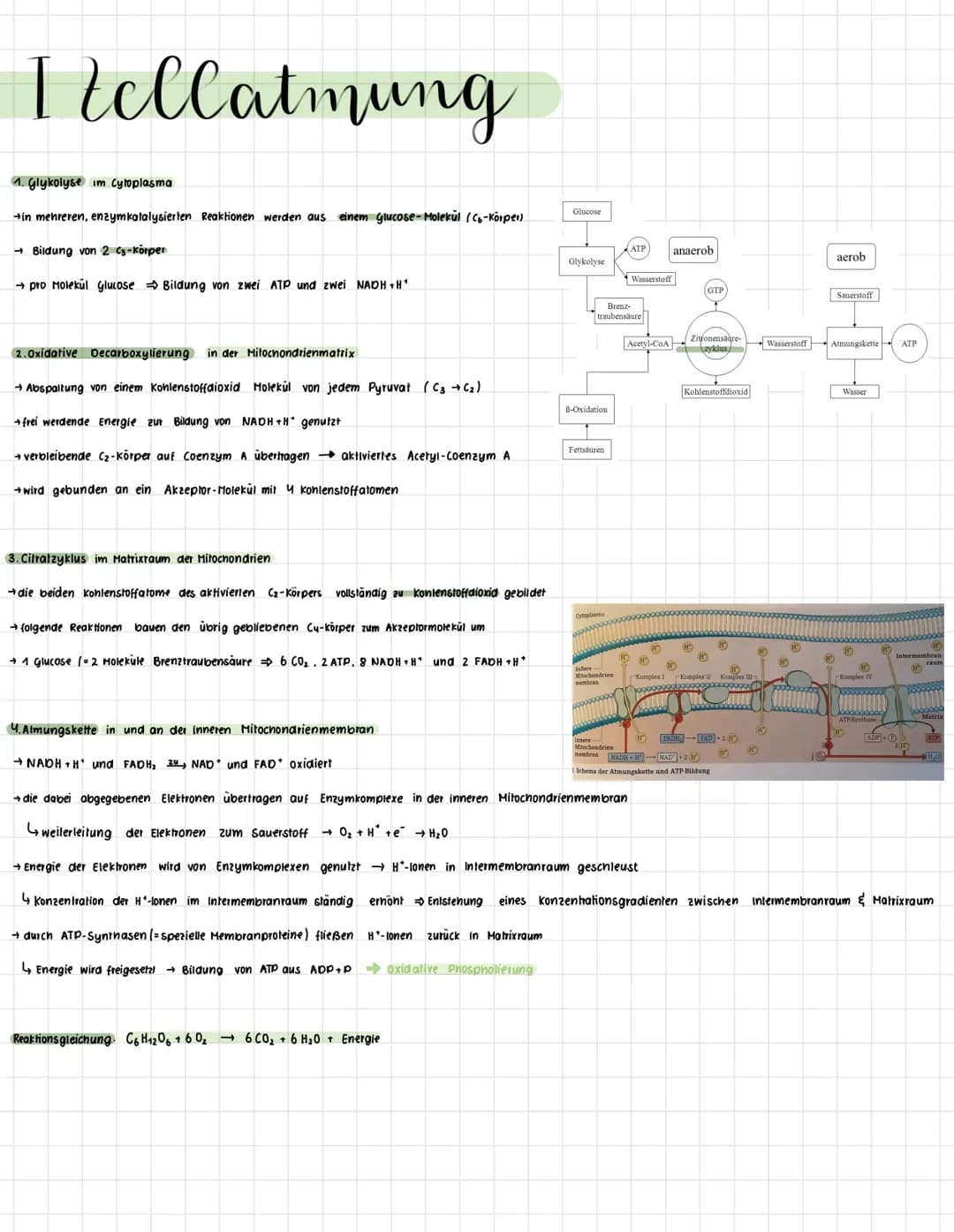 II/ Telesynthese
Lichtabhängige Reaktion
•nicht zyklischer Elektronentransport:
+ durch Lichtabsorption im Fotosystem II Anregung eines Elek
