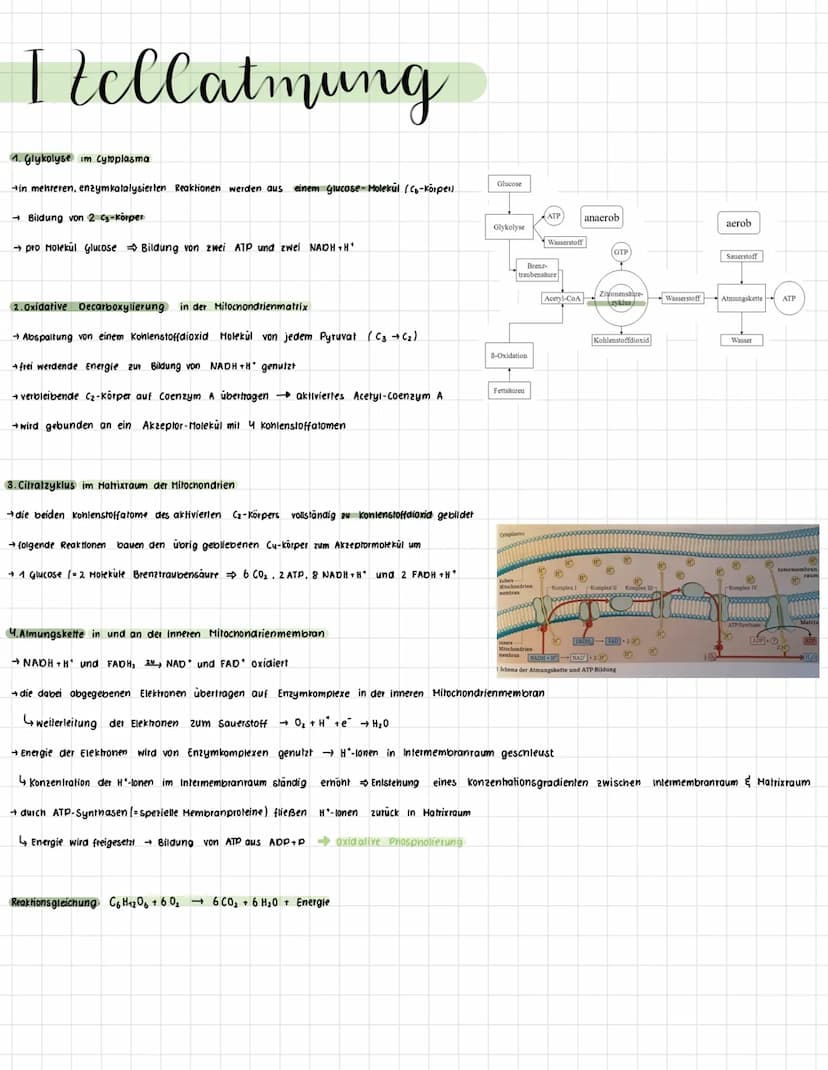 II/ Telesynthese
Lichtabhängige Reaktion
•nicht zyklischer Elektronentransport:
+ durch Lichtabsorption im Fotosystem II Anregung eines Elek