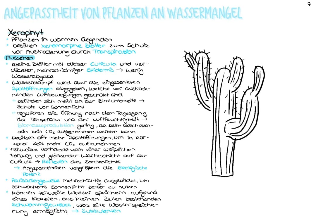 Angepasstheit von Pflanzen an Wassermangel 