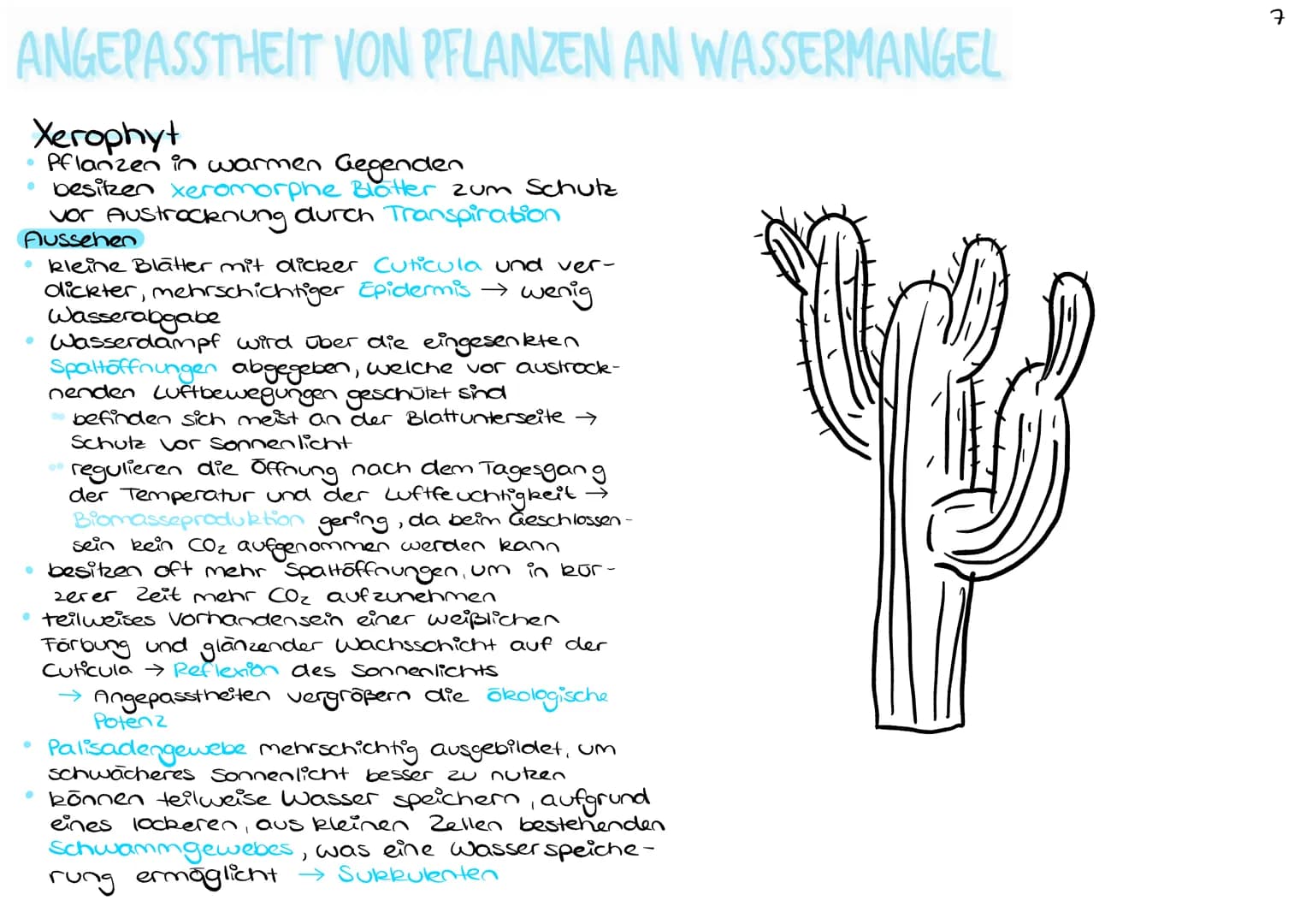 ANGEPASSTHEIT VON PFLANZEN AN WASSERMANGEL
Xerophyt
Pflanzen in warmen Gegenden
• besitzen xeromorphe Blatter zum Schutz
vor Austrocknung du