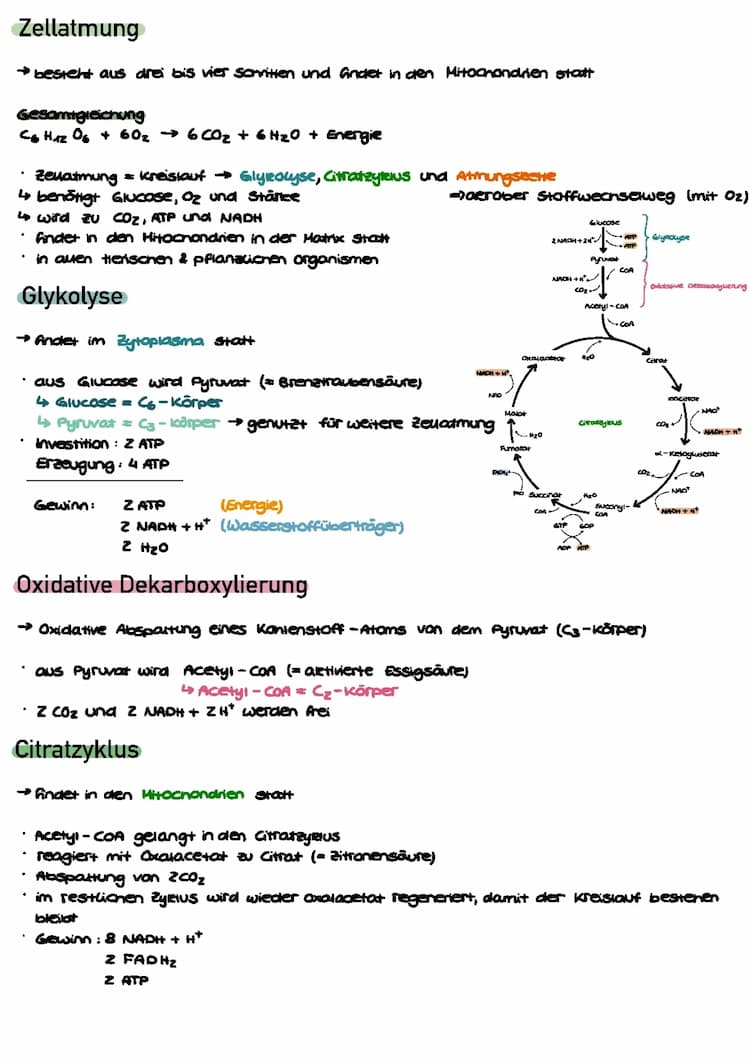 Know Zellatmung - Glykolyse, Citratzyklus, Atmungskette thumbnail