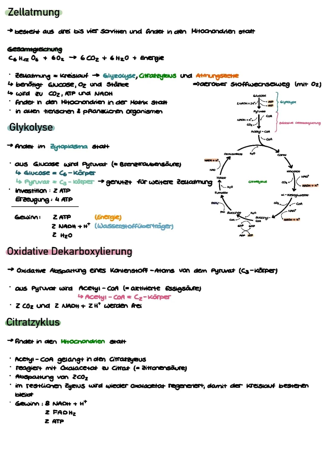 Zellatmung - Glykolyse, Citratzyklus, Atmungskette