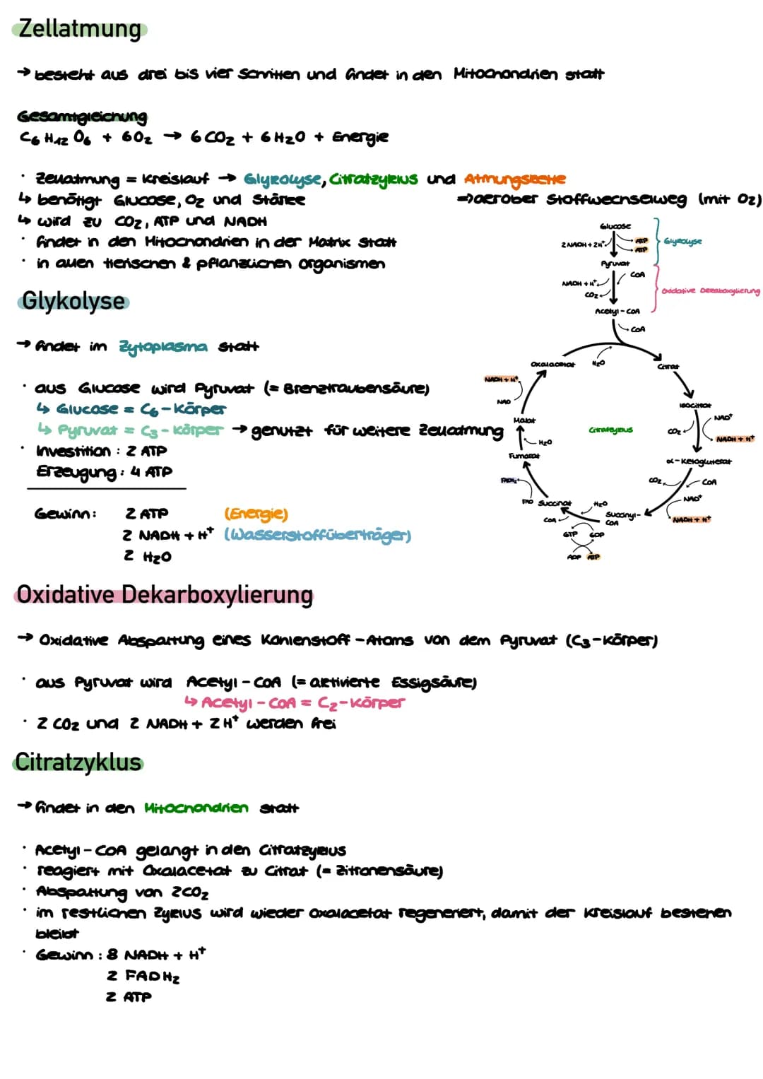 Zellatmung
→ besteht aus drei bis vier Schritten und findet in den Mitochondrien statt
Gesamtgleichung
C6H12O6 + 60₂ → 6CO₂ + 6H₂O + Energie