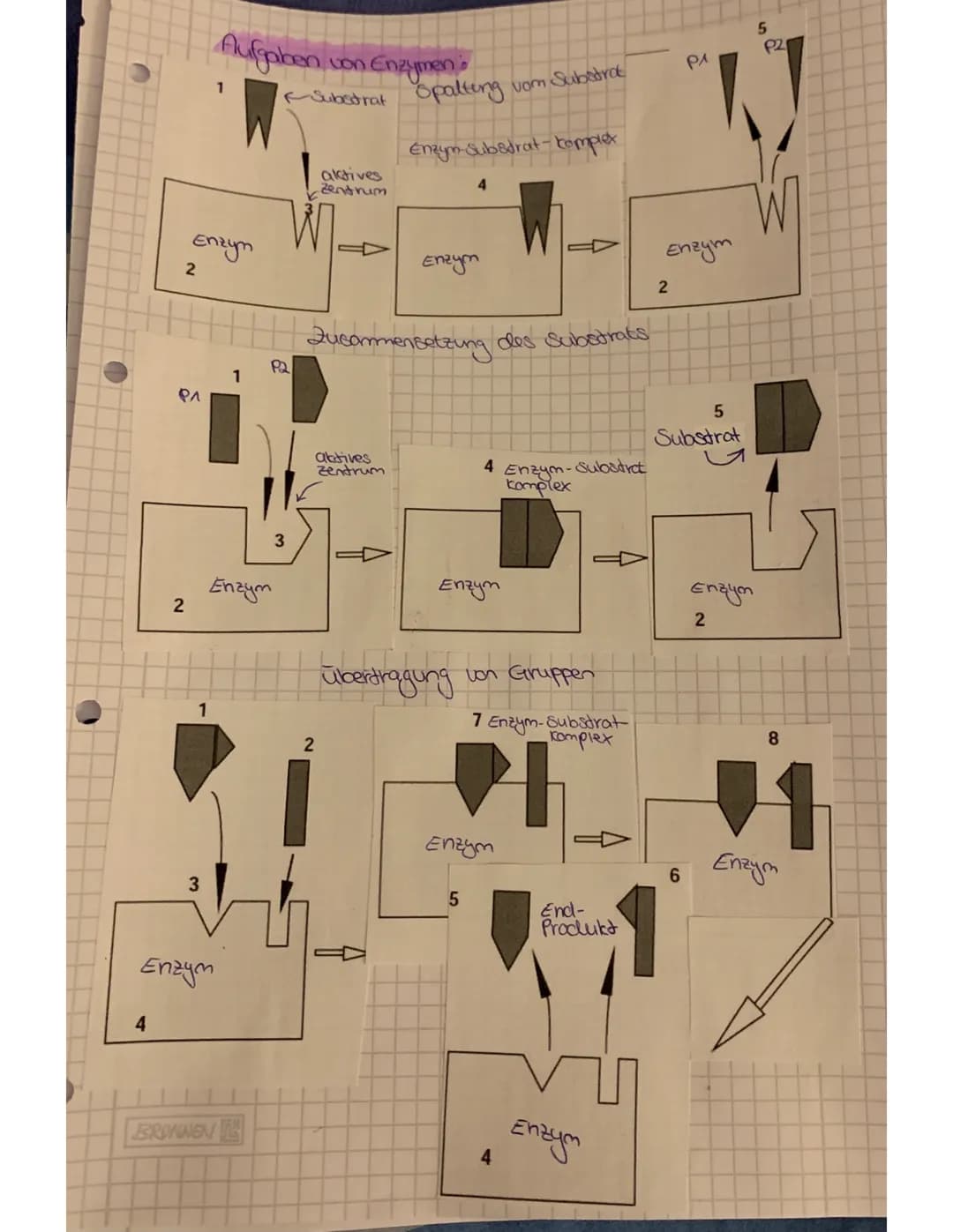 Definition des Begriffs, Enigma²
Lo Enzyme sind Eiweiße, die als Biokatalysator biochemische
Reaktionen im
Selbet verändert zu werden.
organ