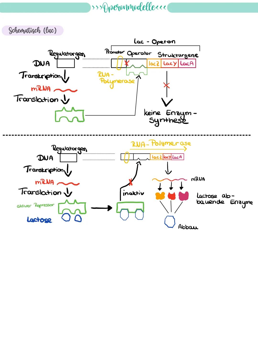 
<p>If you need a comprehensive summary of genetics in biology, you can download a helpful PDF document on "genetik biologie klasse 10 zusam