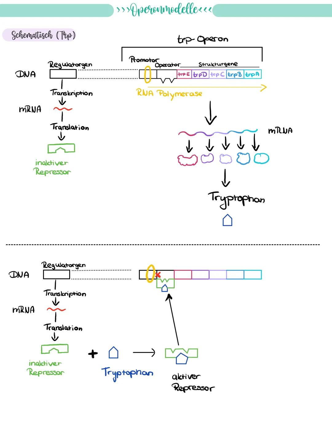 
<p>If you need a comprehensive summary of genetics in biology, you can download a helpful PDF document on "genetik biologie klasse 10 zusam