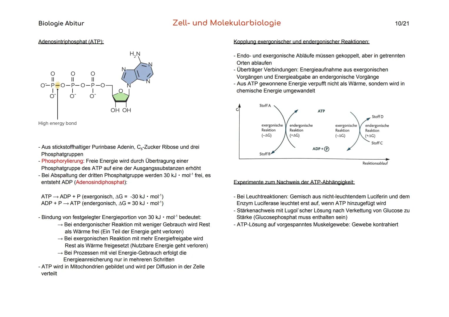 Biologie Abitur
Organisationsebenen
Atom
Makromolekül
Organell
Zelle
Gewebe
Organ
Organsystem
Organismus
Lebensgemeinschaft
Ökosystem
- Best