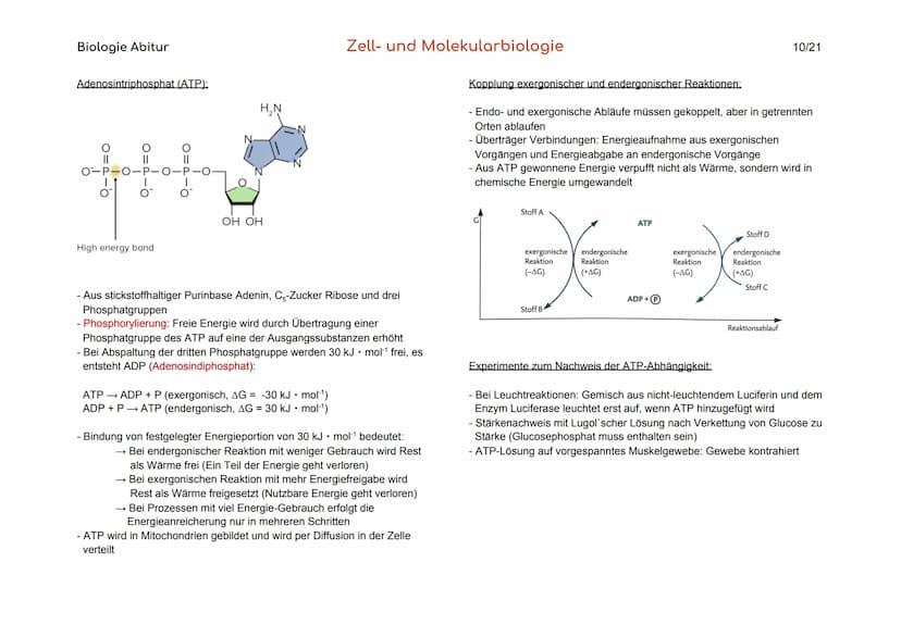 Biologie Abitur
Organisationsebenen
Atom
Makromolekül
Organell
Zelle
Gewebe
Organ
Organsystem
Organismus
Lebensgemeinschaft
Ökosystem
- Best