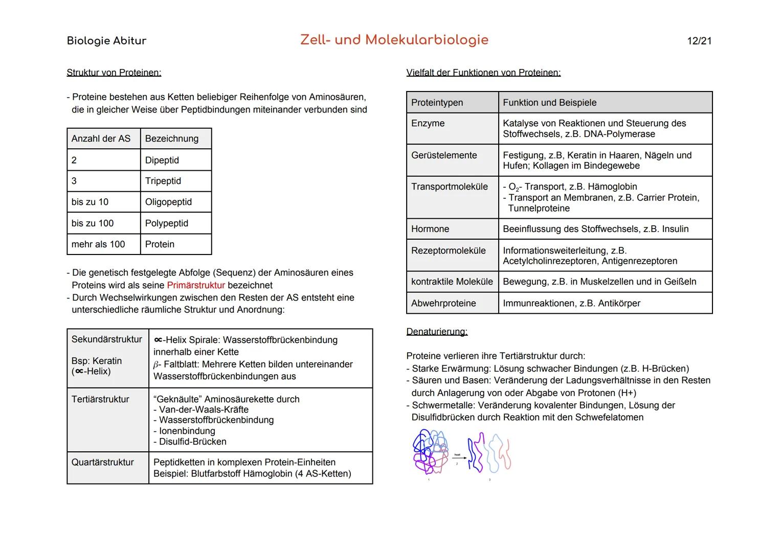 Biologie Abitur
Organisationsebenen
Atom
Makromolekül
Organell
Zelle
Gewebe
Organ
Organsystem
Organismus
Lebensgemeinschaft
Ökosystem
- Best