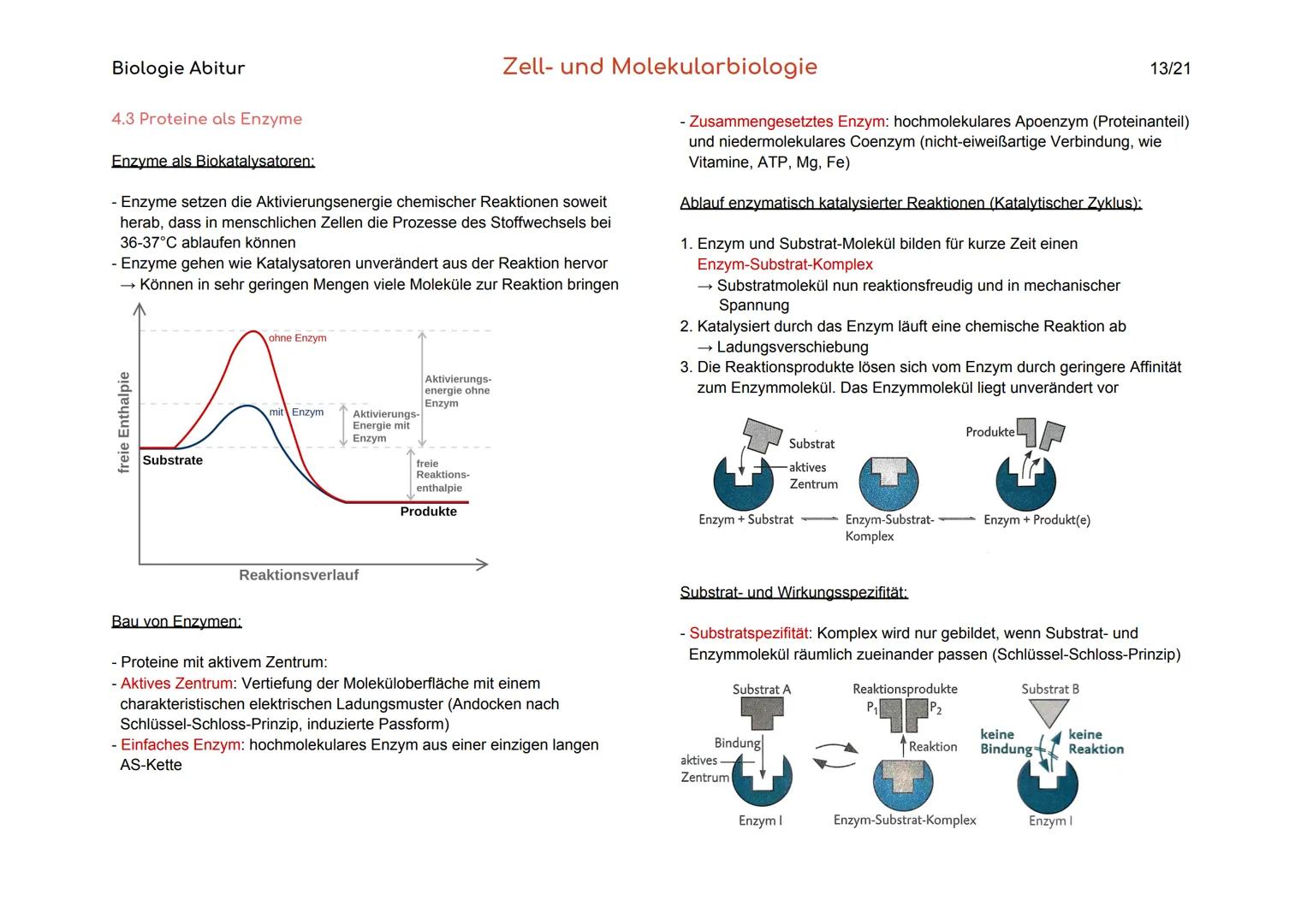 Biologie Abitur
Organisationsebenen
Atom
Makromolekül
Organell
Zelle
Gewebe
Organ
Organsystem
Organismus
Lebensgemeinschaft
Ökosystem
- Best