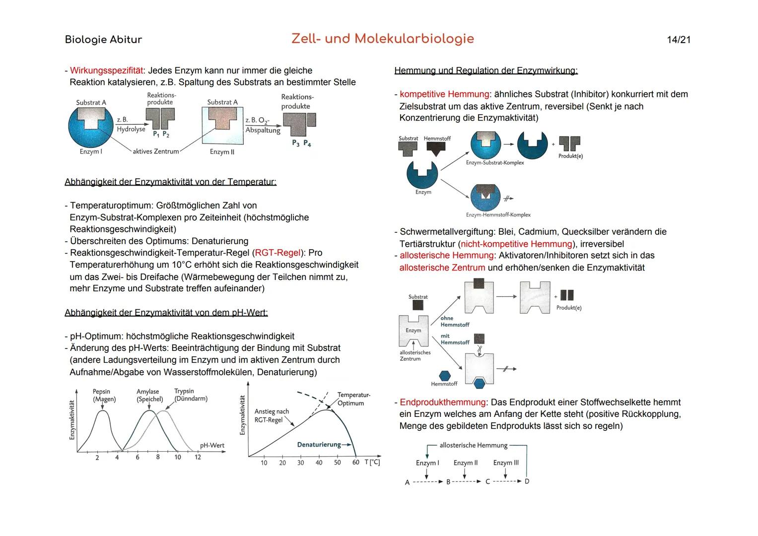 Biologie Abitur
Organisationsebenen
Atom
Makromolekül
Organell
Zelle
Gewebe
Organ
Organsystem
Organismus
Lebensgemeinschaft
Ökosystem
- Best