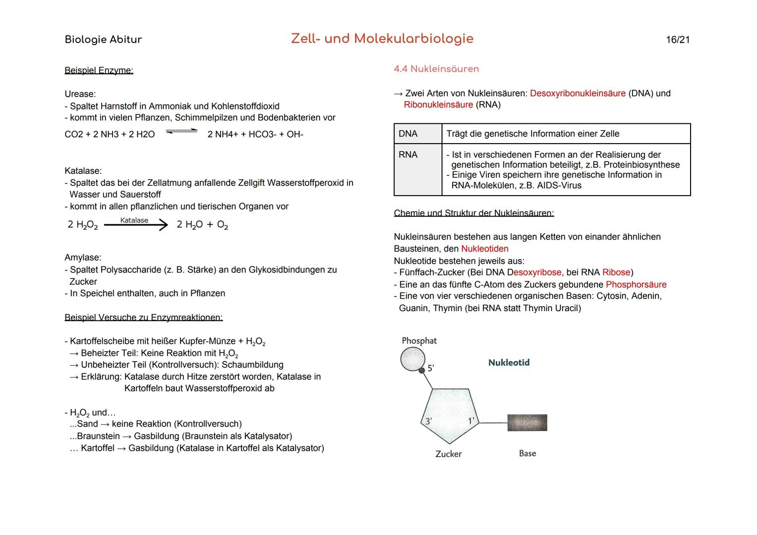 Biologie Abitur
Organisationsebenen
Atom
Makromolekül
Organell
Zelle
Gewebe
Organ
Organsystem
Organismus
Lebensgemeinschaft
Ökosystem
- Best