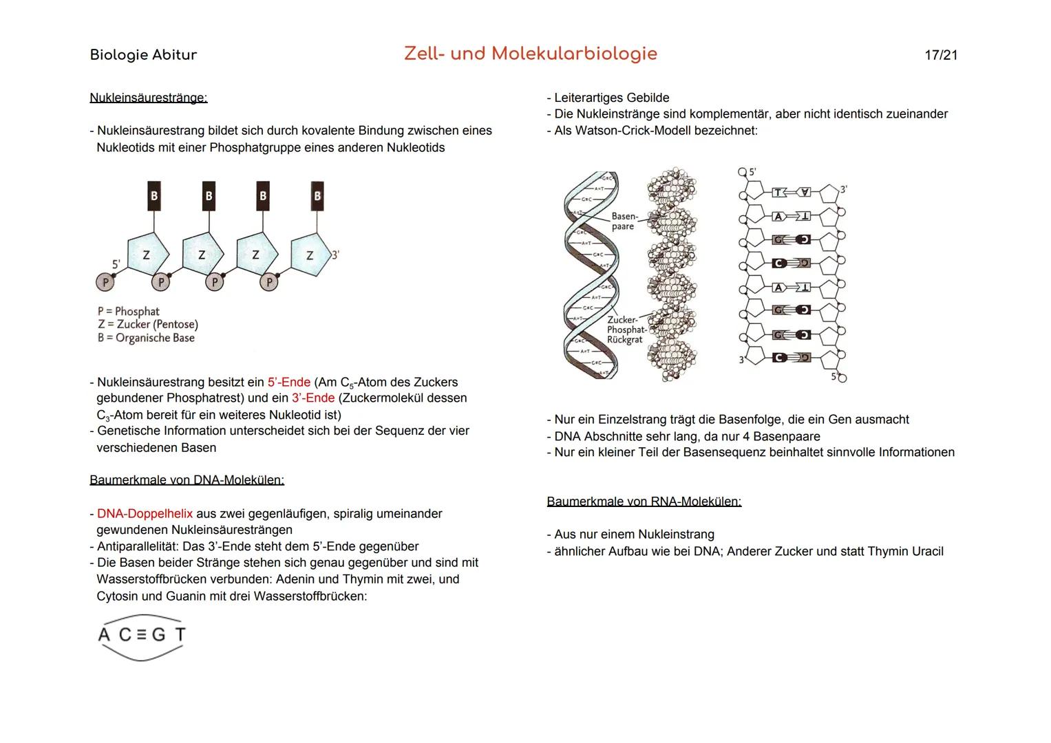 Biologie Abitur
Organisationsebenen
Atom
Makromolekül
Organell
Zelle
Gewebe
Organ
Organsystem
Organismus
Lebensgemeinschaft
Ökosystem
- Best