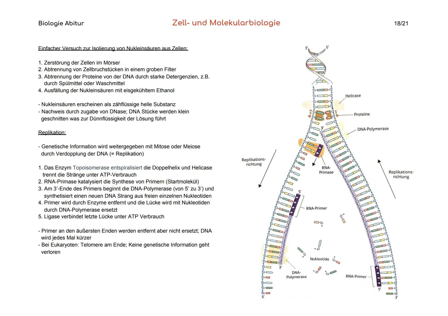 Biologie Abitur
Organisationsebenen
Atom
Makromolekül
Organell
Zelle
Gewebe
Organ
Organsystem
Organismus
Lebensgemeinschaft
Ökosystem
- Best