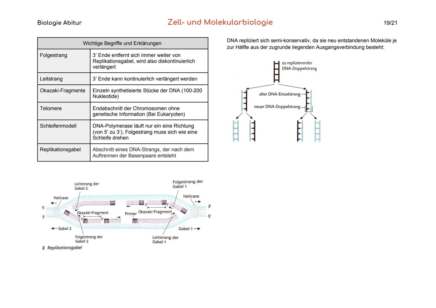 Biologie Abitur
Organisationsebenen
Atom
Makromolekül
Organell
Zelle
Gewebe
Organ
Organsystem
Organismus
Lebensgemeinschaft
Ökosystem
- Best