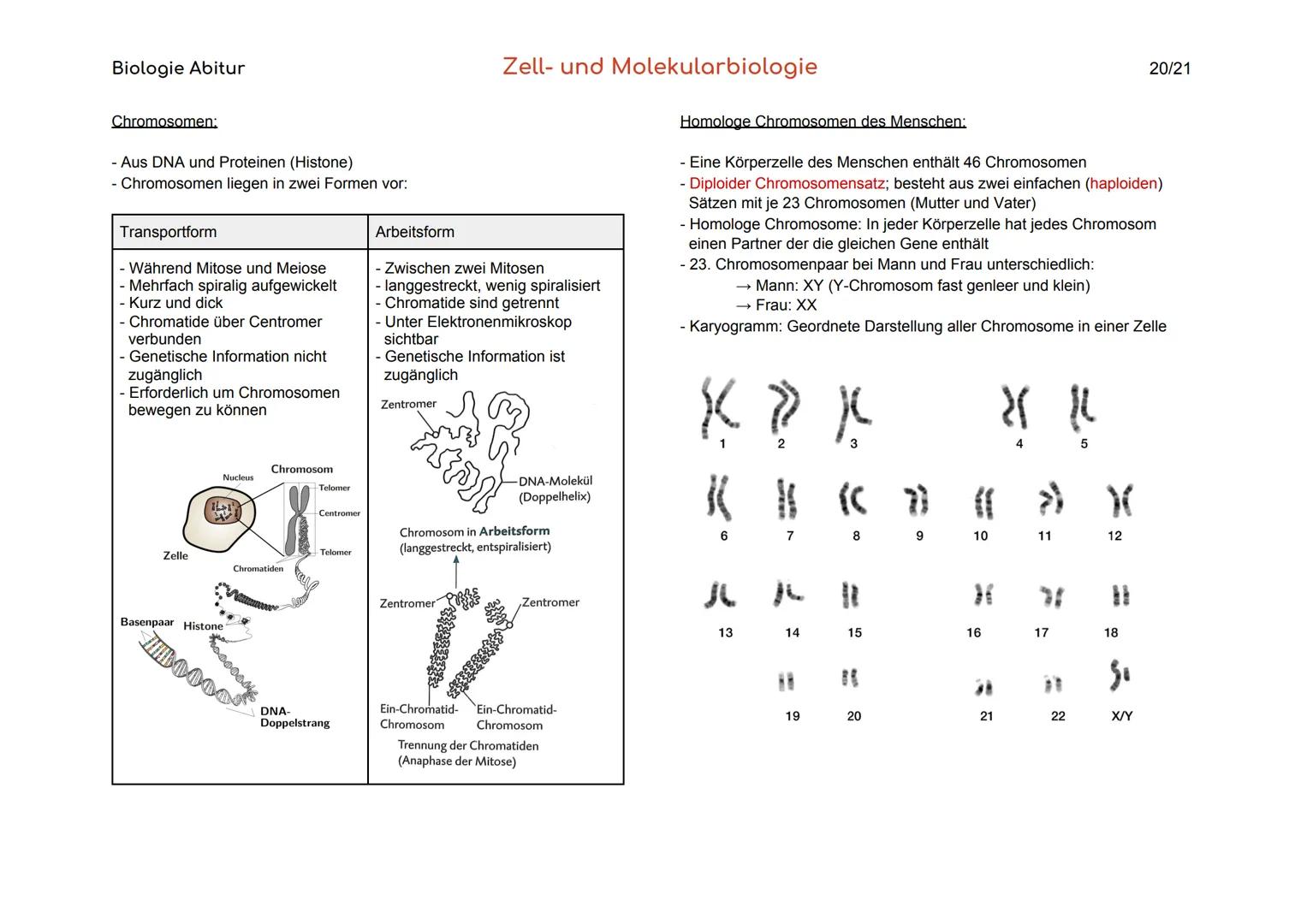 Biologie Abitur
Organisationsebenen
Atom
Makromolekül
Organell
Zelle
Gewebe
Organ
Organsystem
Organismus
Lebensgemeinschaft
Ökosystem
- Best