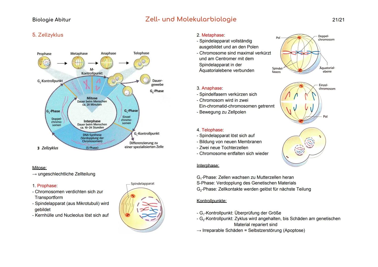 Biologie Abitur
Organisationsebenen
Atom
Makromolekül
Organell
Zelle
Gewebe
Organ
Organsystem
Organismus
Lebensgemeinschaft
Ökosystem
- Best