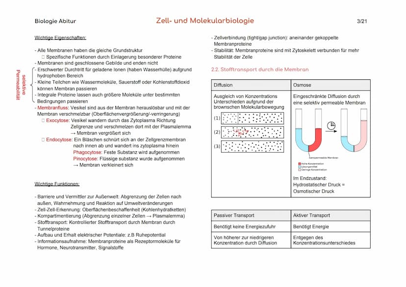 Biologie Abitur
Organisationsebenen
Atom
Makromolekül
Organell
Zelle
Gewebe
Organ
Organsystem
Organismus
Lebensgemeinschaft
Ökosystem
- Best