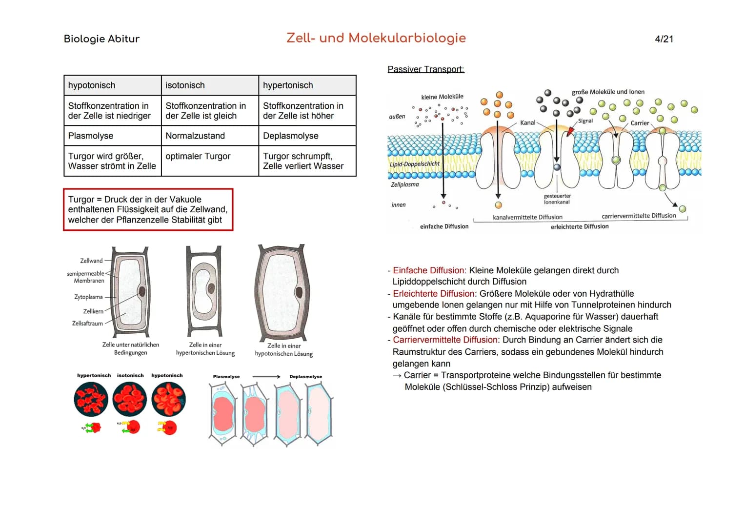 Biologie Abitur
Organisationsebenen
Atom
Makromolekül
Organell
Zelle
Gewebe
Organ
Organsystem
Organismus
Lebensgemeinschaft
Ökosystem
- Best