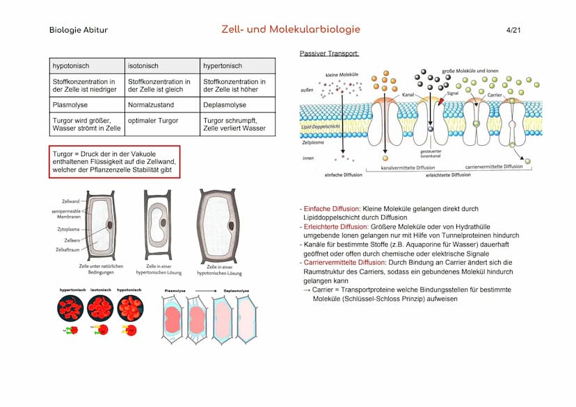 Biologie Abitur
Organisationsebenen
Atom
Makromolekül
Organell
Zelle
Gewebe
Organ
Organsystem
Organismus
Lebensgemeinschaft
Ökosystem
- Best